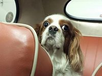 VW Dogs