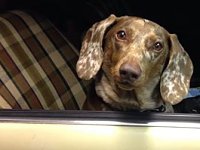 VW Dogs