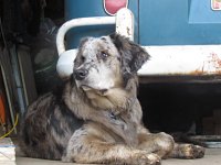VW Dogs