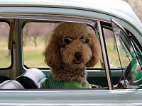 VW Dogs