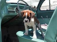VW Dogs