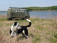 VW Dogs