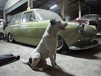 VW Dogs