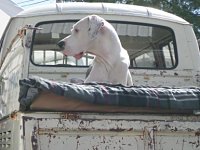 VW Dogs