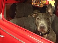 VW Dogs