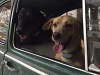VW Dogs