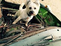 VW Dogs
