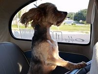 VW Dogs