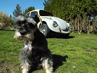 VW Dogs