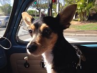 VW Dogs