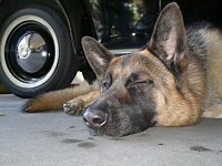 VW Dogs