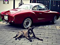 VW Dogs