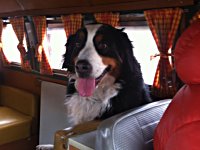 VW Dogs
