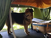 VW Dogs