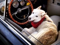 VW Dogs