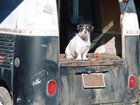 VW Dogs