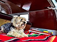 VW Dogs