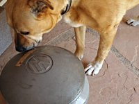 VW Dogs