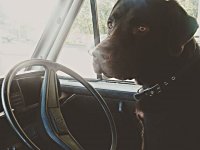 VW Dogs
