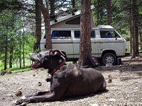 VW Dogs