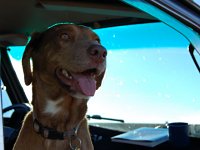 VW Dogs