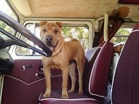 VW Dogs
