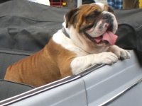 VW Dogs