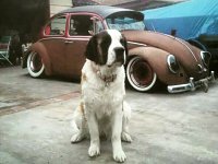 VW Dogs