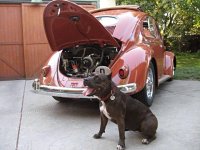 VW Dogs