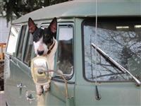 VW Dogs
