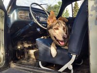 VW Dogs