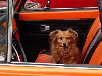 VW Dogs