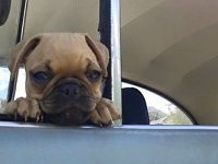 VW Dogs