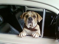 VW Dogs