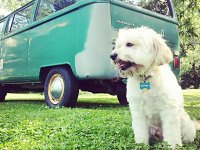 VW Dogs