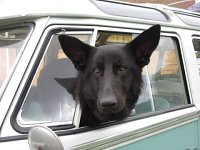 VW Dogs