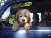 VW Dogs