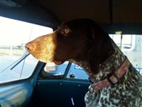 VW Dogs