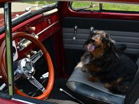 VW Dogs