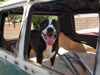VW Dogs