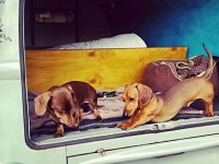 VW Dogs