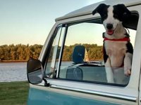 VW Dogs