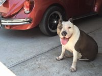 VW Dogs