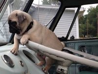 VW Dogs