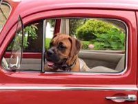VW Dogs