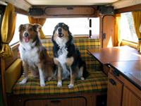 VW Dogs