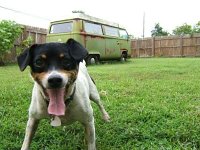 VW Dogs