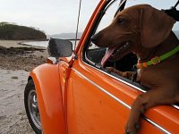 VW Dogs