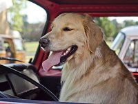 VW Dogs