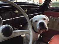 VW Dogs